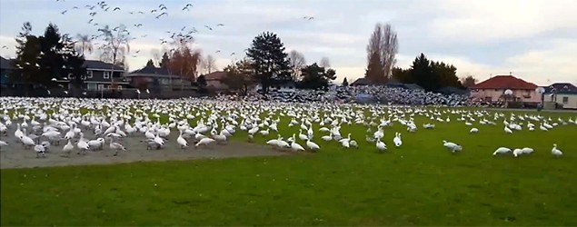 'Geese tsunami' takes off from park  (Storyful)